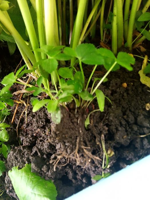 Кусты морозника лекарственного