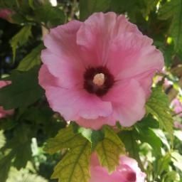 Гібіскус деревовидний