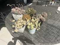 varios vasos com plantas