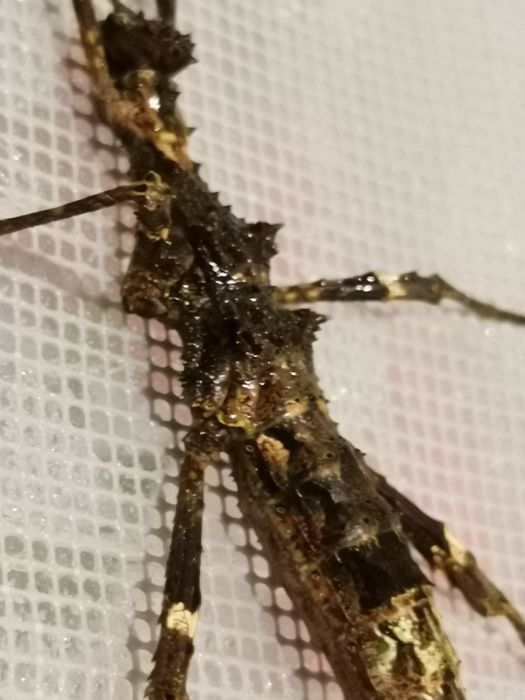 Палочник Филипинский