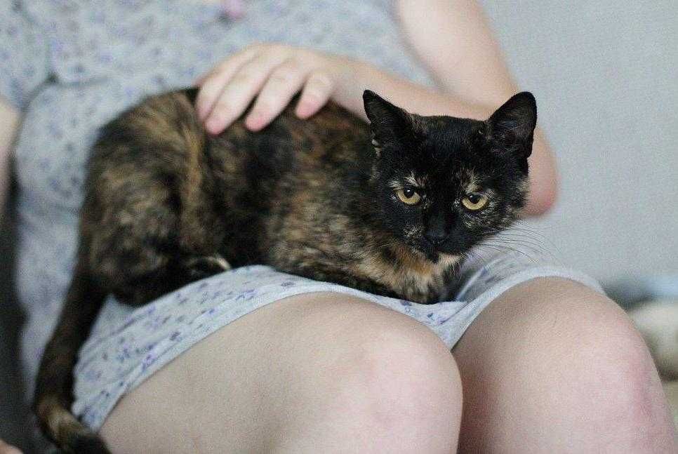 Aksamitka - kocia piękność do adopcji