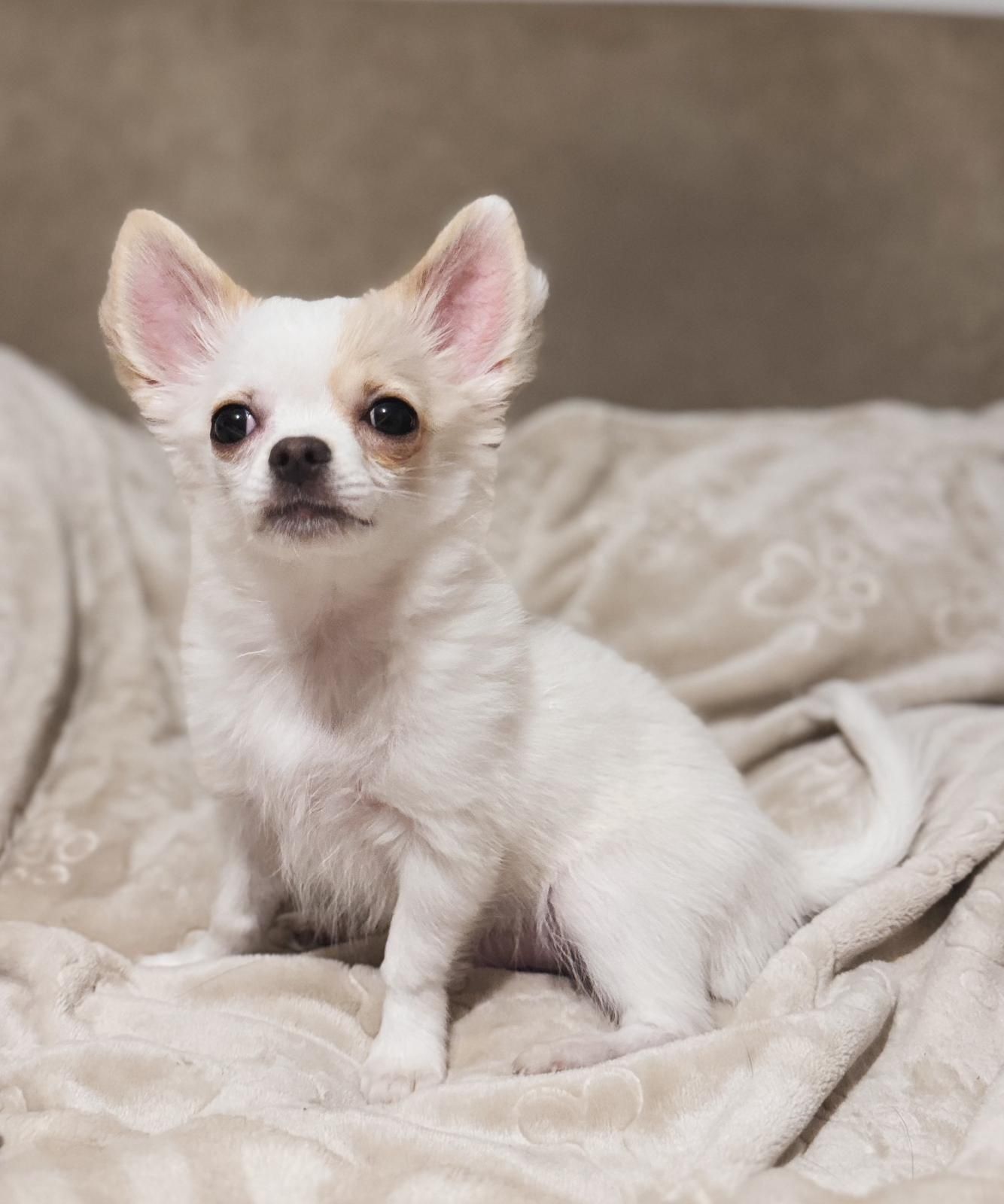Chihuahua długowłosa piesek ZKwP/FCI