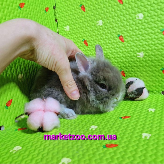 Мини кролик шиншилловьій оттер с Гавана оттенком