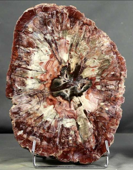 Vendo incrível Madeira Fossilizada