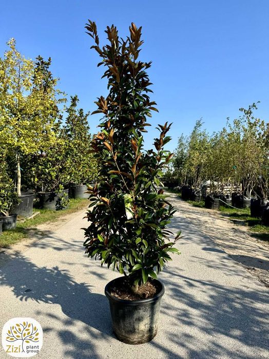 Magnolia grandiflora Alta, zimozielona, 150-175, 200-250cm, kolumnowa
