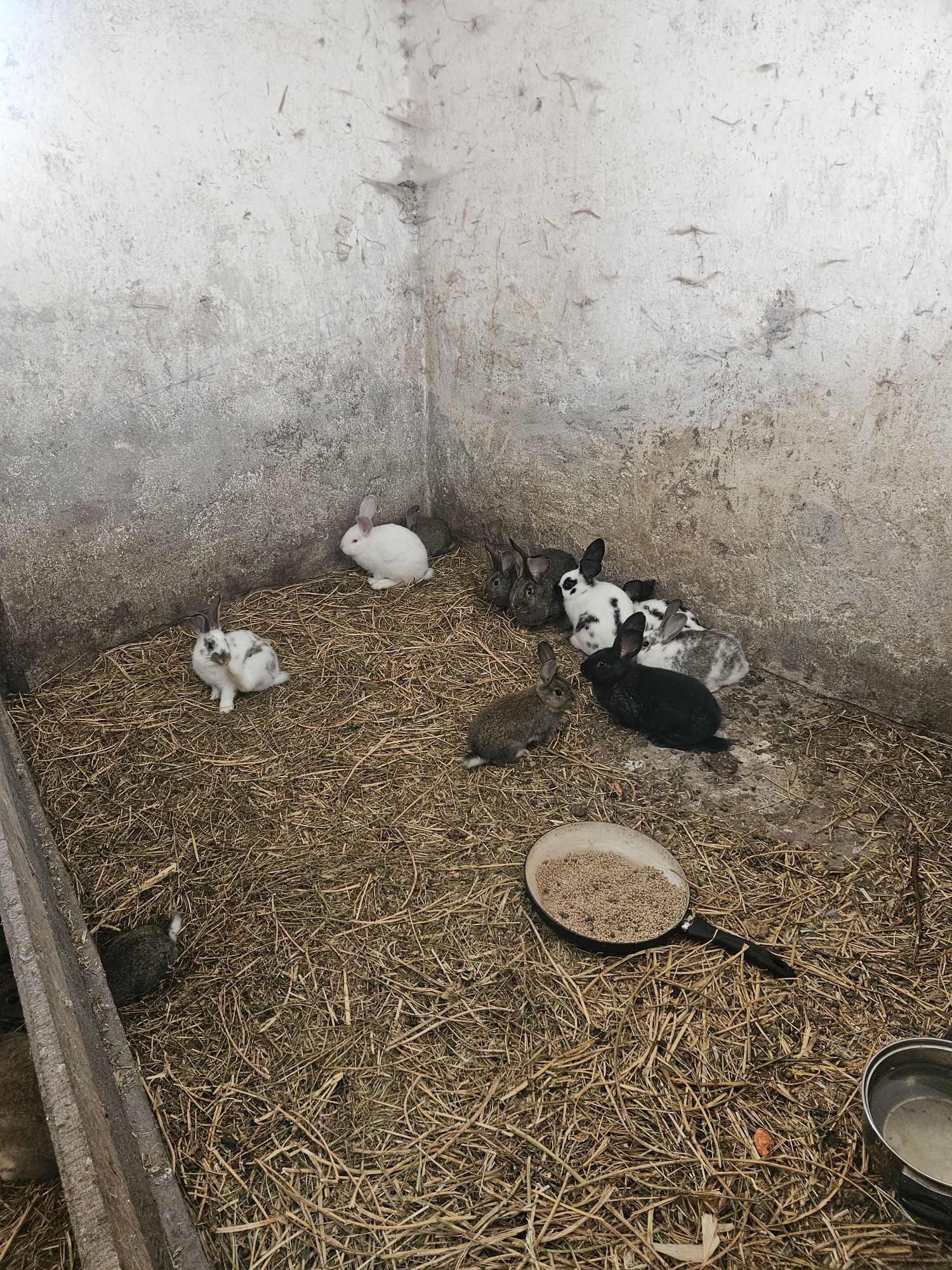 Króliki, krolik ,srokate i siwe