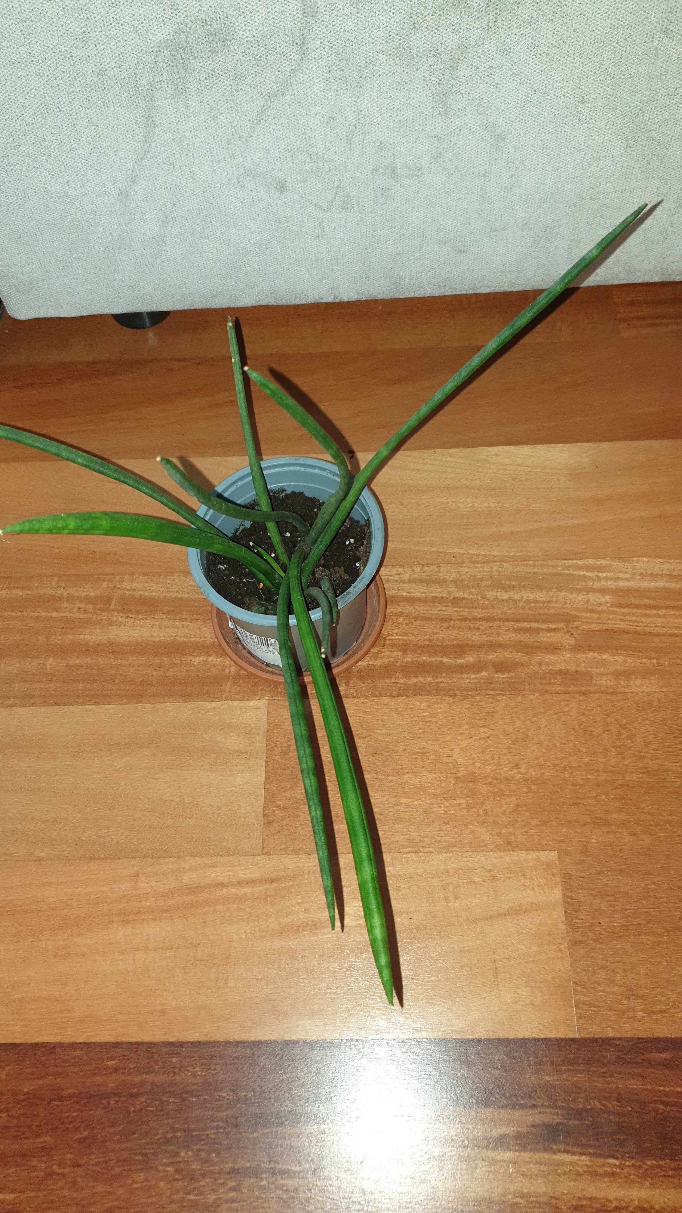 Sansewieria cylindryczna, nr 1