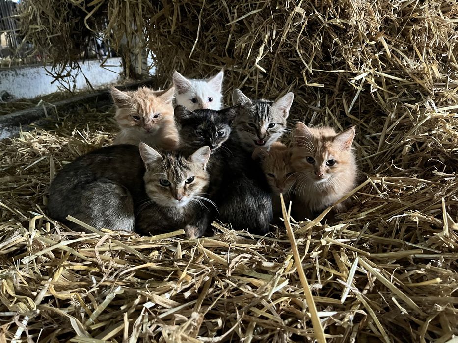 Котенята в хороші руки ! Риженьке , сірі , чорні  , біле ,