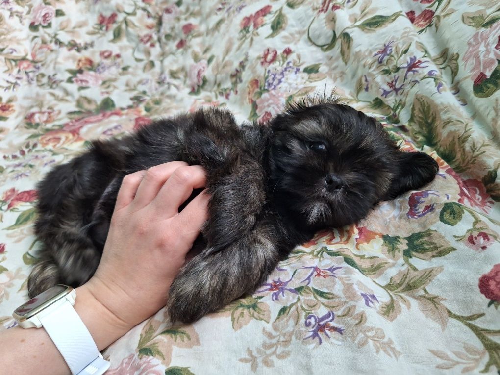 Shih-Tzu piesek brązowy