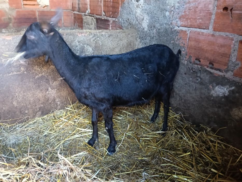 Cabra murciana cheia