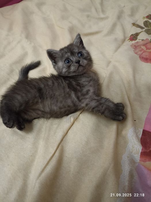 Скотіш страйт Дівчинка