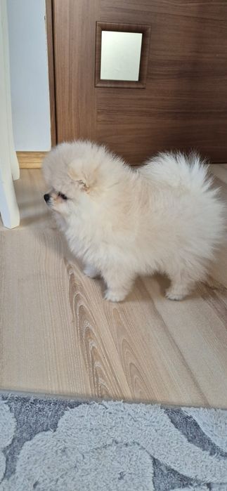 Szpic miniaturowy Pomeranian FCI Suczka