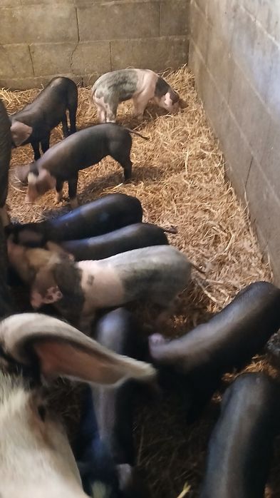 Leitões para assar  ou criar