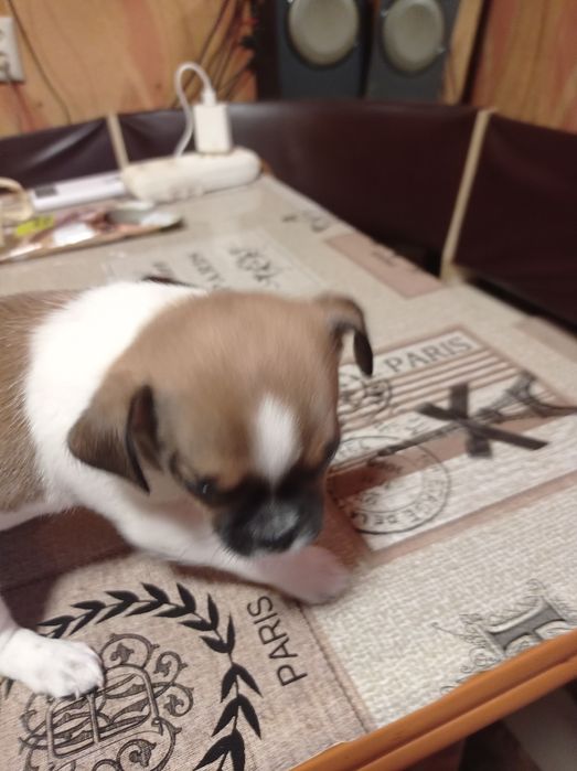 Отдам цуценят Бровары