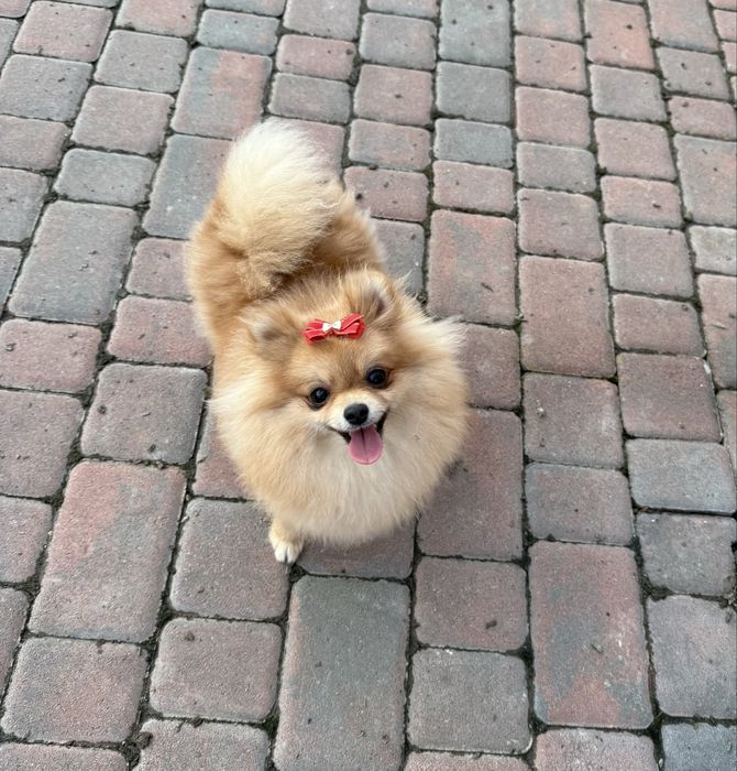 Померанська зіронька