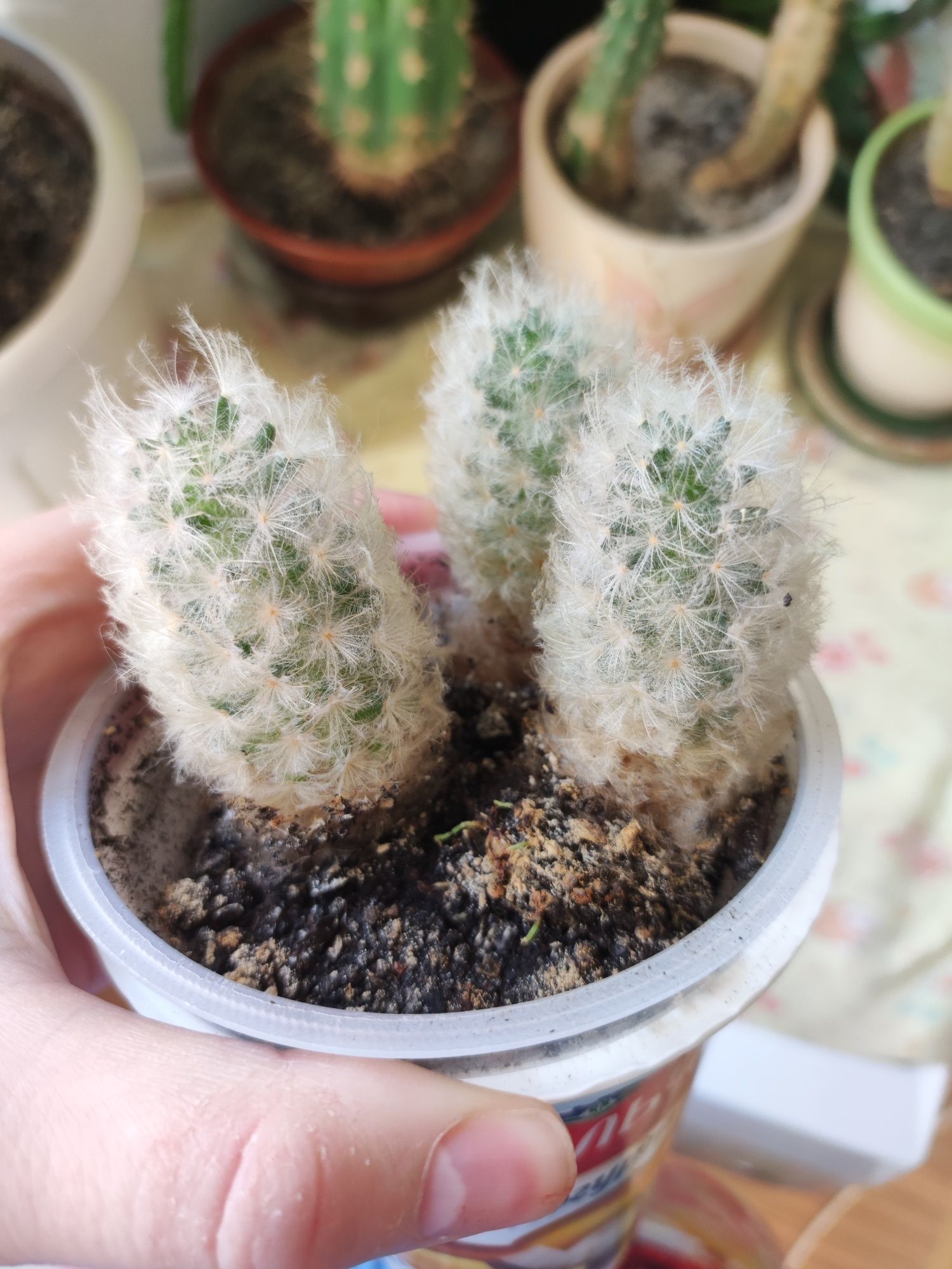 Кактус Mammillaria plumosa