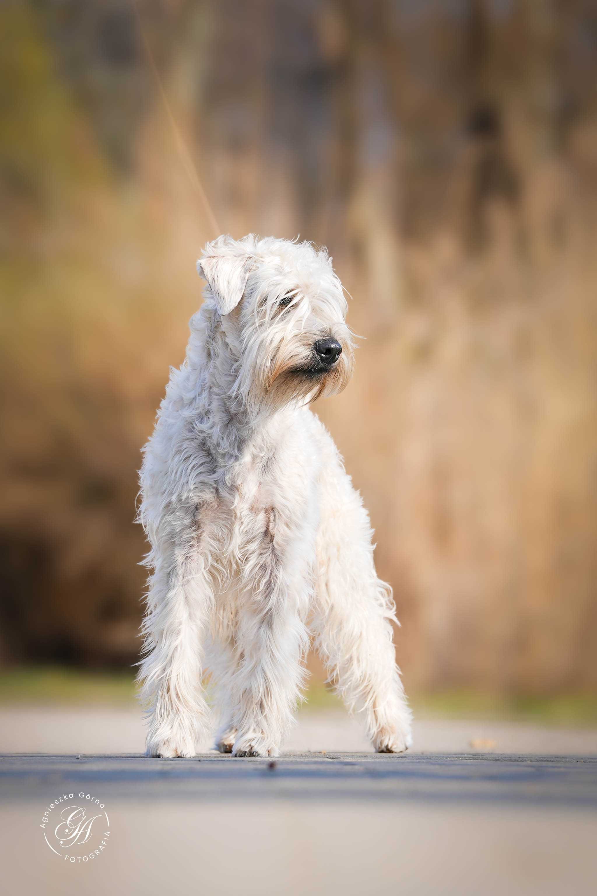 Pszeniczny Terier - Irish Soft Coated Wheaten Terrier