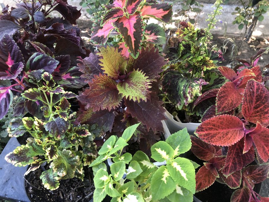 Колеуси, в стаканчиках недорого.