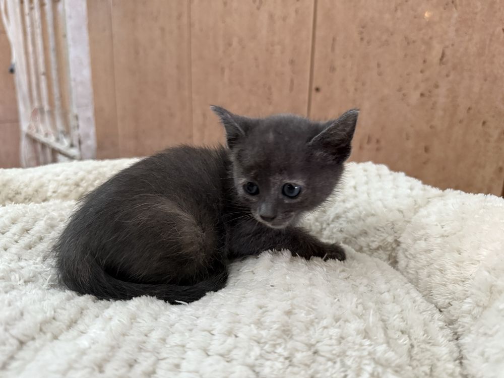 RESERVADA- Gatinha Femea para adoptar