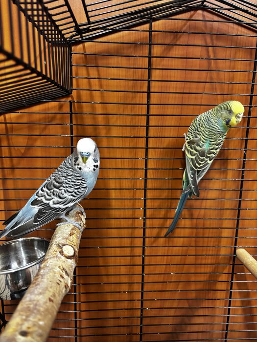 Ptaki-Papugi faliste, klatka dla zwierząt, zabawki, karma 14kg