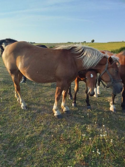 Продам породисті коні