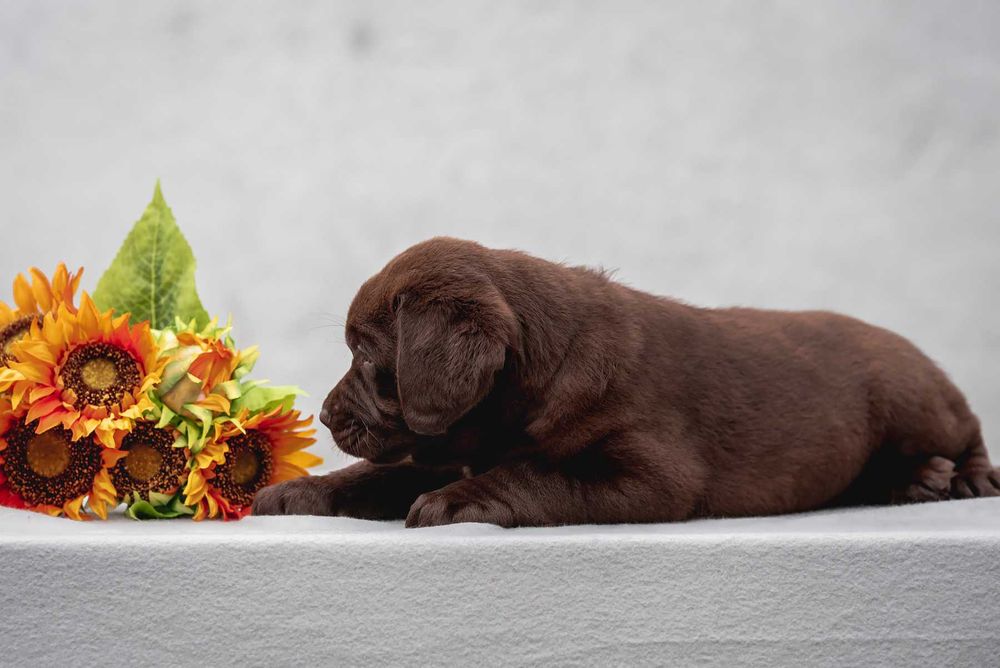 Шоколадный окрас - Лабрадор Ретривер