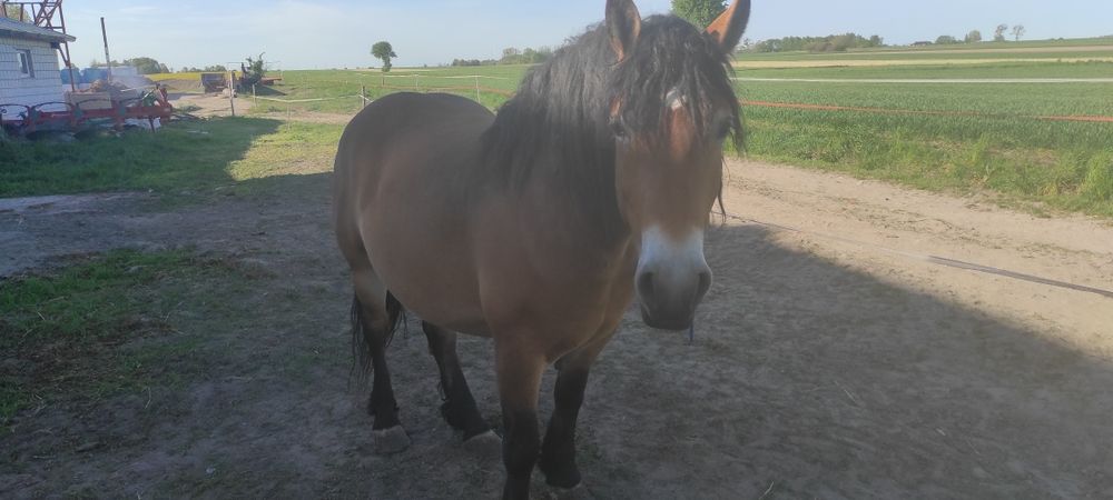 Sprzedam klacz zimnokrwistą z źrebię