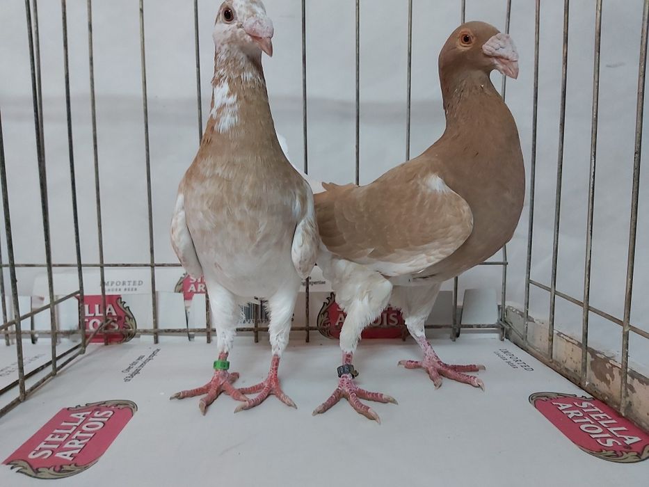 Gołębie Rzeszowskie Żółte