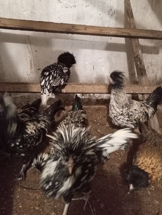 Kogut czubatka srebnołuskowana