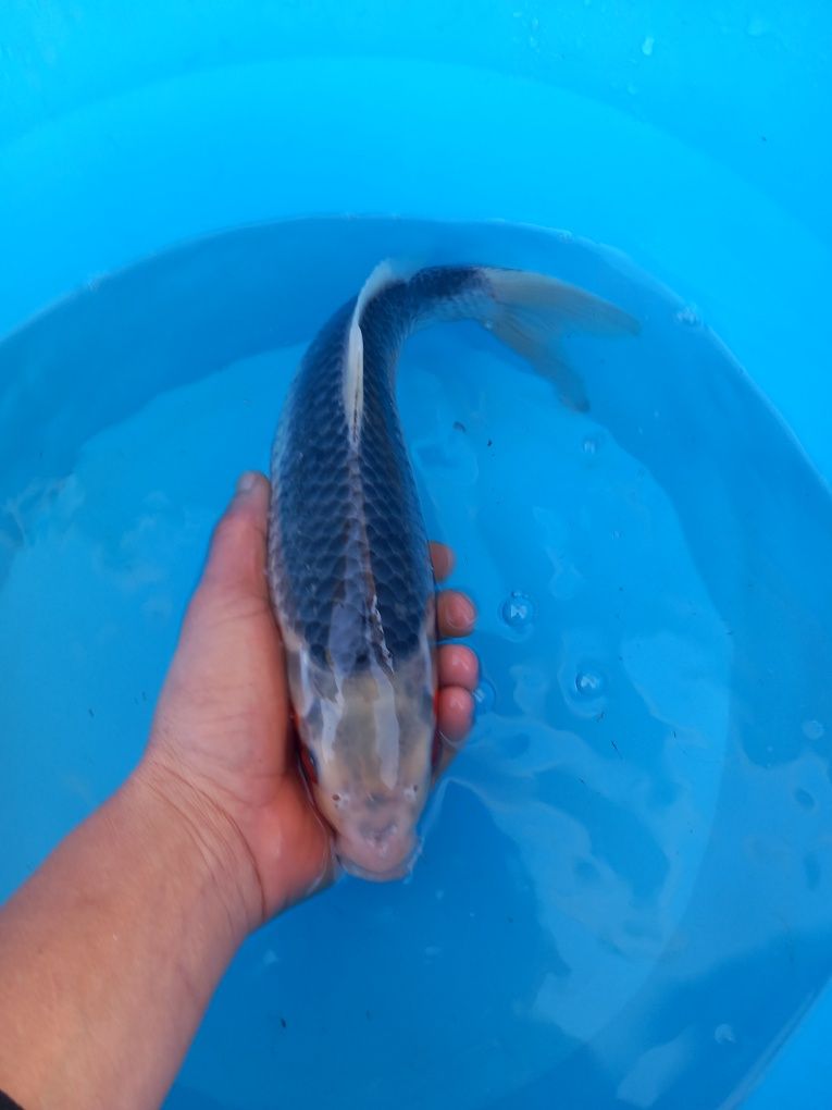 Carpa koi japonesa