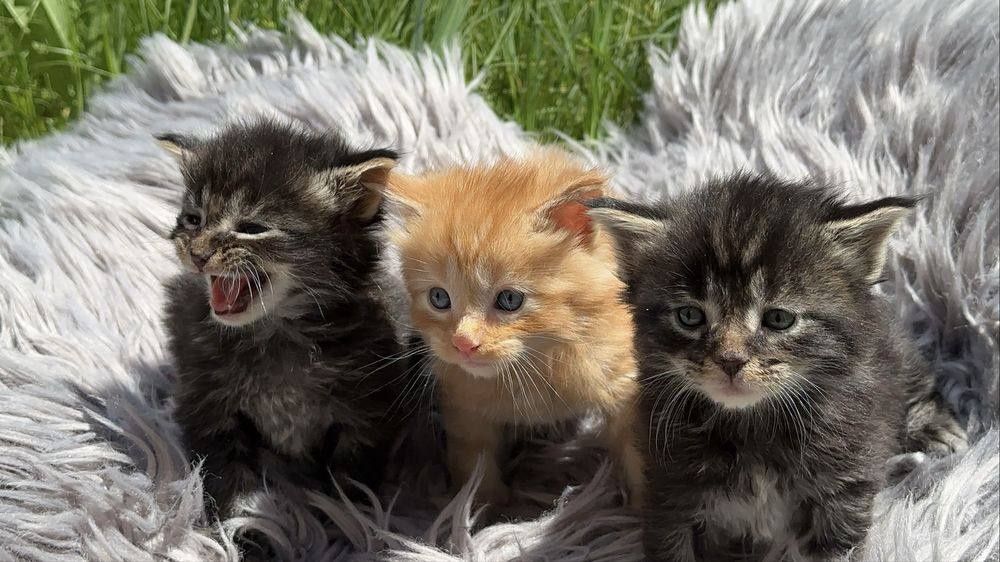 Молодий Мейн Кун в'язка