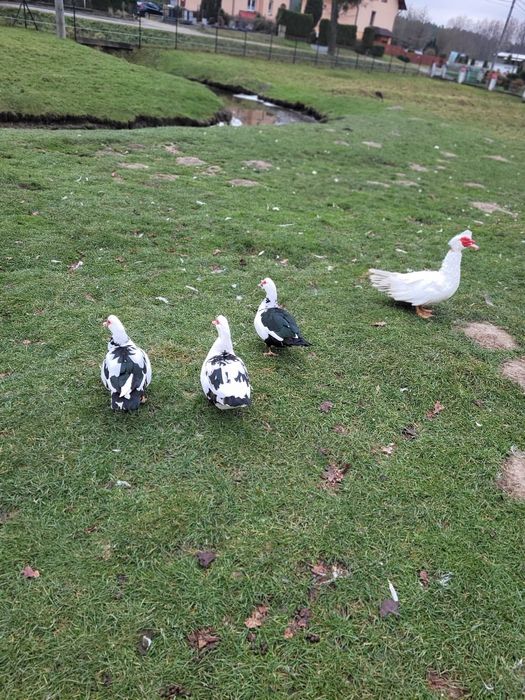 Sprzedam kaczki i kaczora