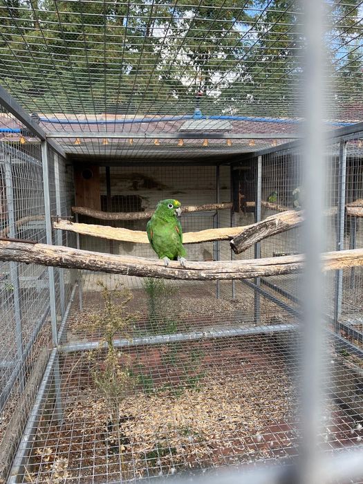 Casal de Amazonas Farinosa