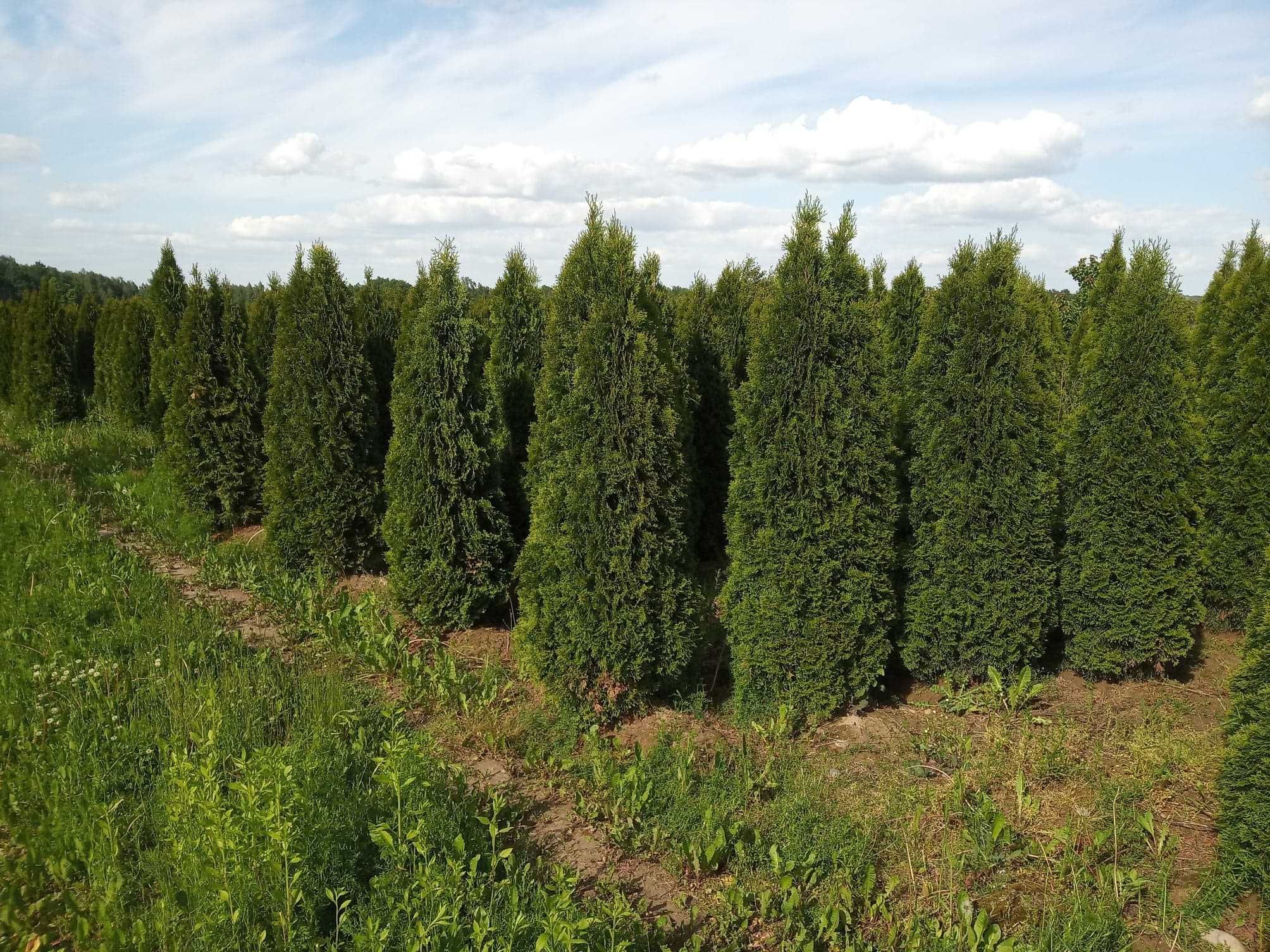 Tuja brabant, szmaragd do 300cm, sadzimy, dowozimy