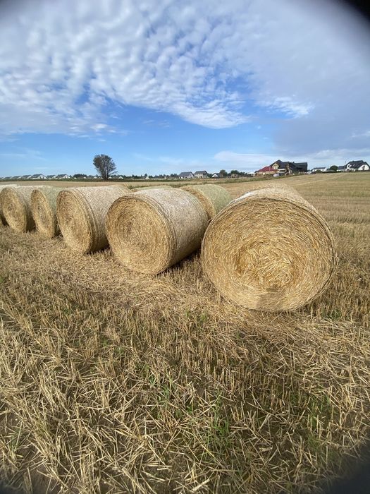Słoma w belach zbiór 2025