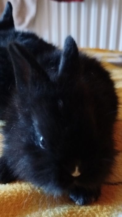 Kroliki mini ,puchatki