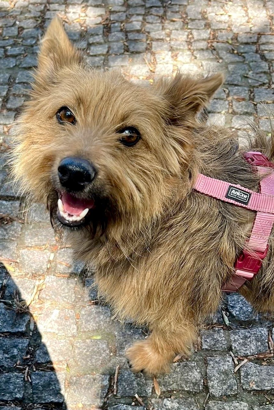 Czy Rysia ma szansę na dom ...