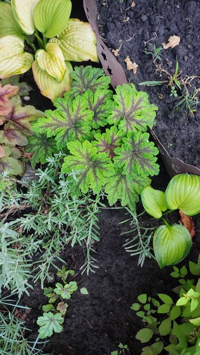 Очиток, седум, заячья капуста, молодило Хоста Гейхера ясколка