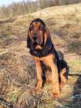 Bloodhound Pies Św Huberta  posokowiec tropowiec, mantrailing