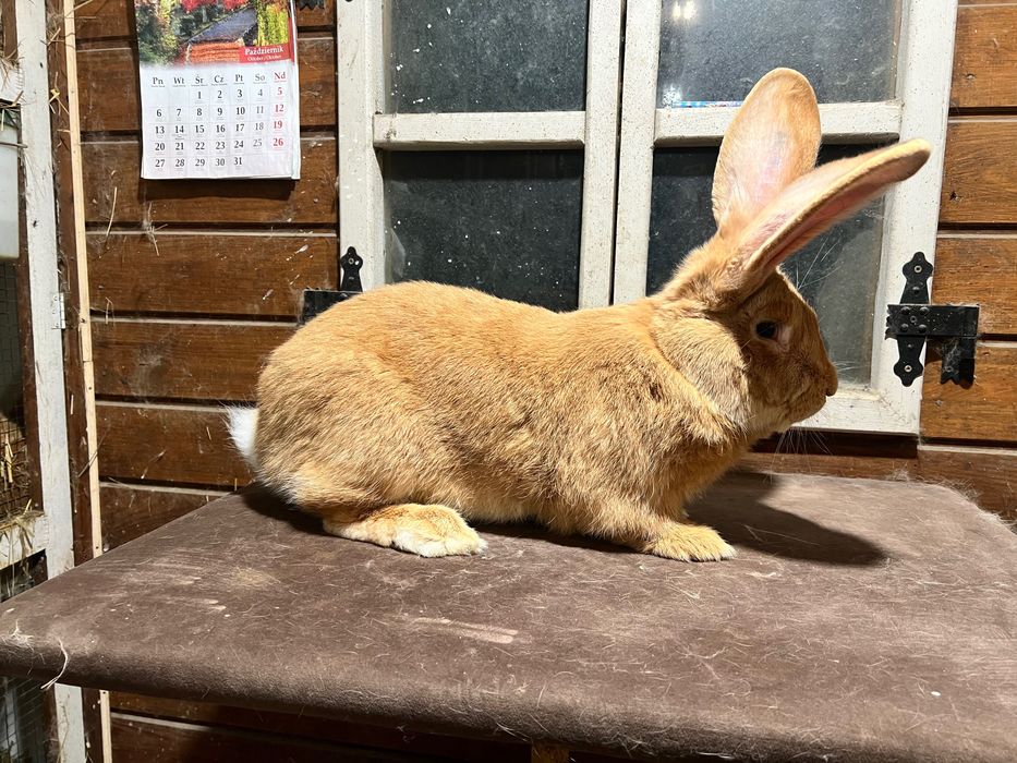 Olbrzym belgijski żółty