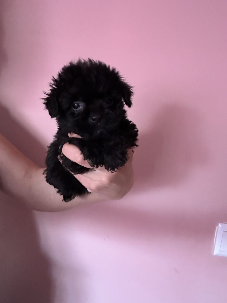 Menina Caniche toy