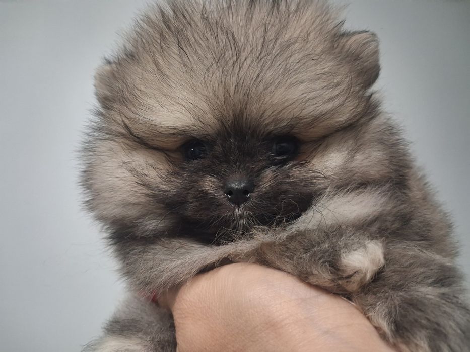 Szpic miniaturowy pomeranian malenki