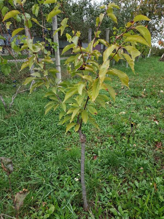 Сакура звичайна…..