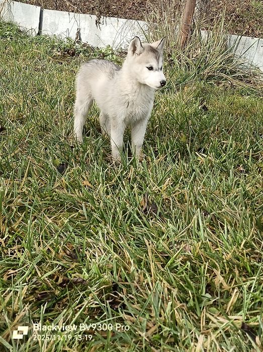 Подаруємо цуциків хаскі..на Святого Миколая))