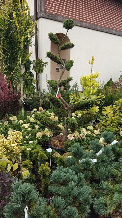 Японські клени, сосни, нівакі, магнолії