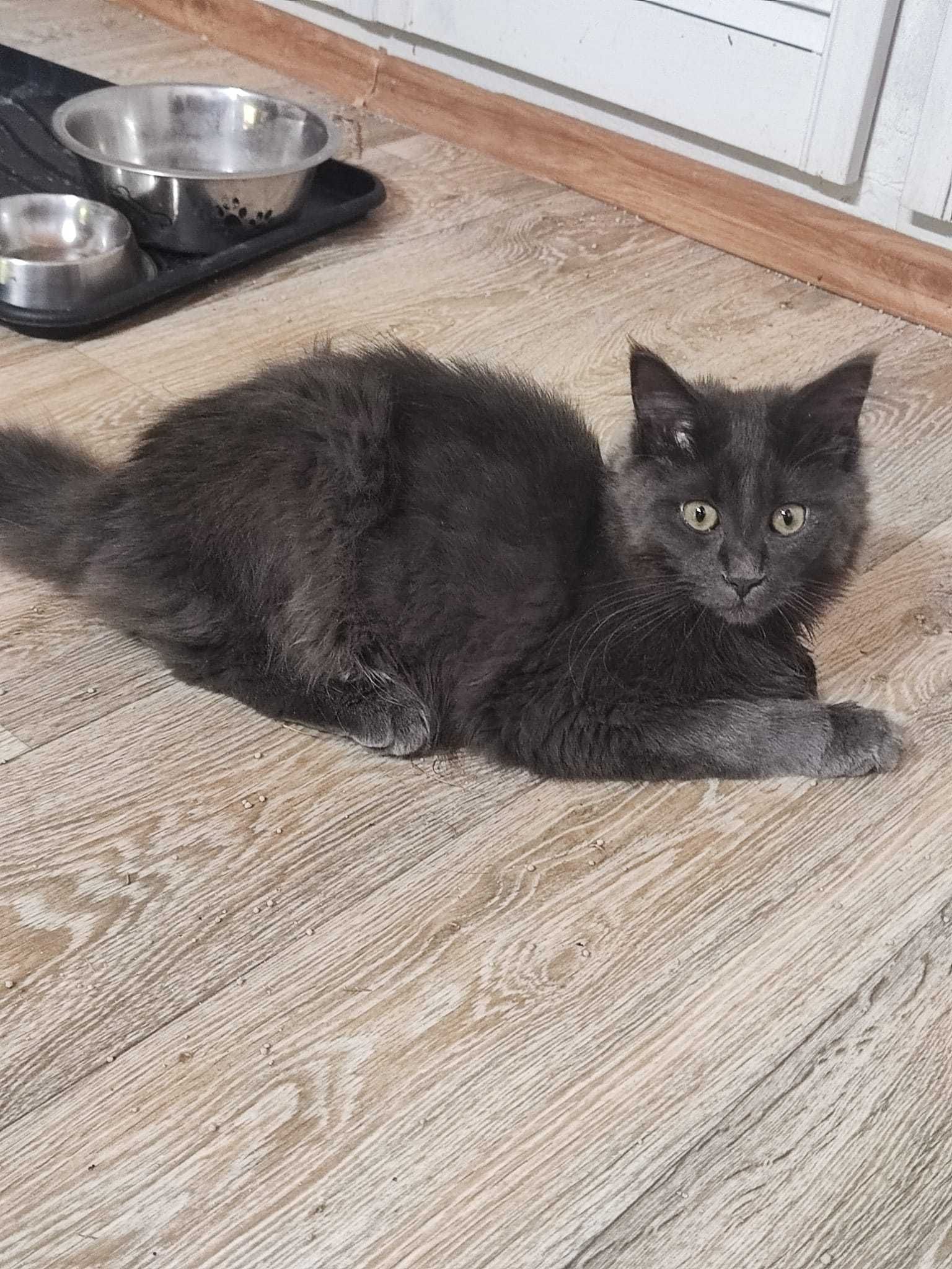Maine Coon kocięta