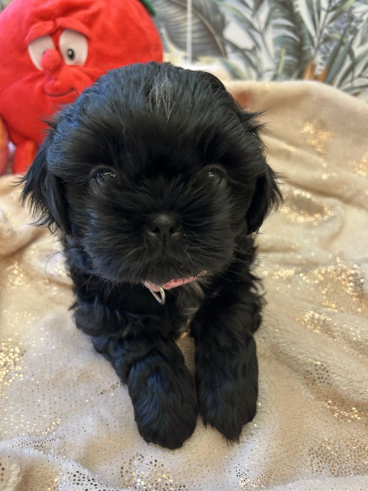 Szczeniak Shihtzu