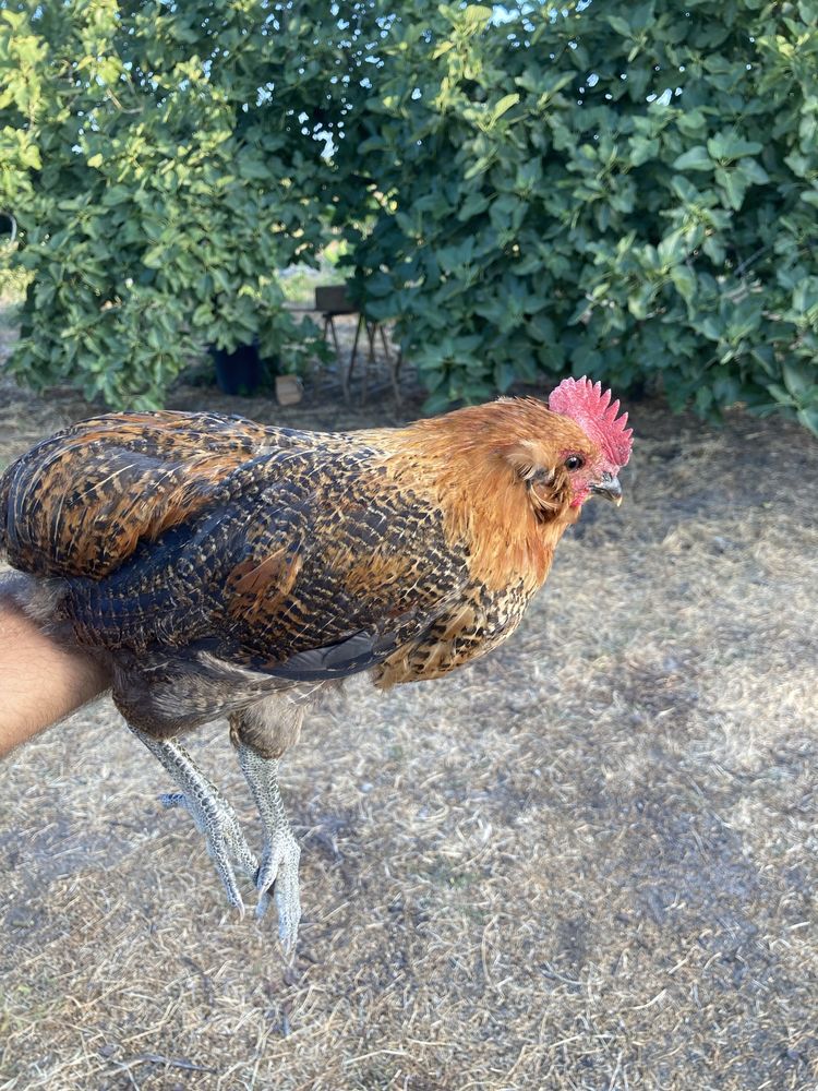 Frango cruzado de Araucana.