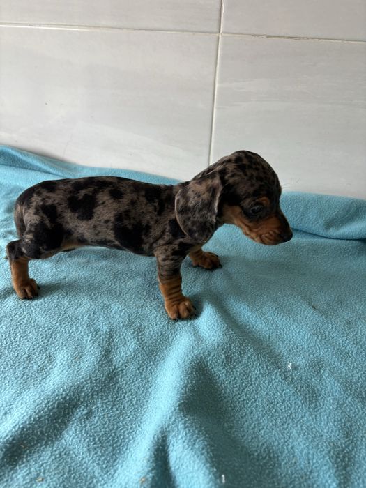 Teckel macho miniatura