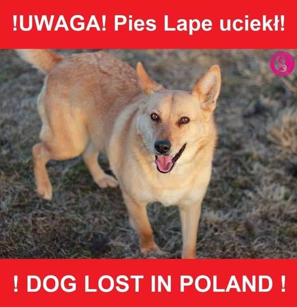 Zaginęła suczka  Cała Polska - MIMO UPŁYWU LAT NADAL WIERZĘ